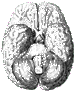 ISHN logo: ventral view of brain
